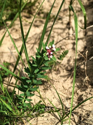 Chinese Stellera