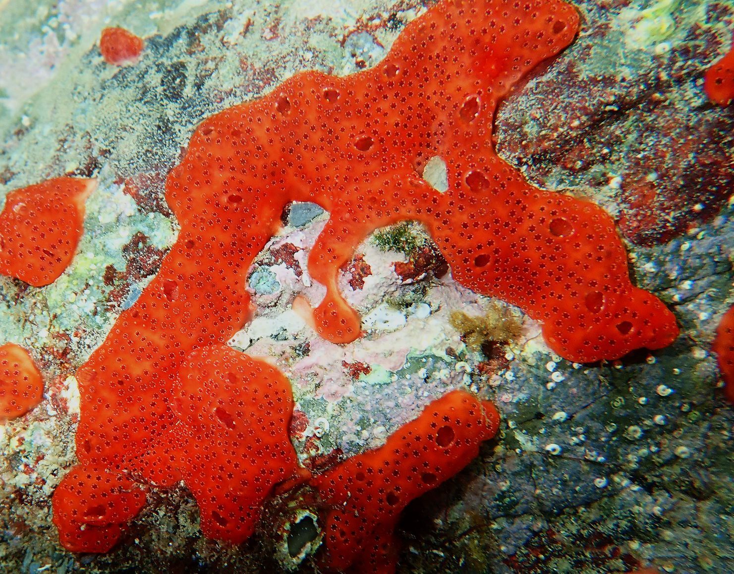 Polysyncraton lacazei (Giard, 1872)