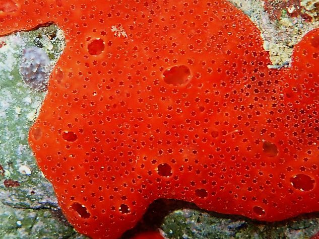 Polysyncraton lacazei (Giard, 1872)
