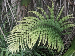 Blechnum triangularifolium