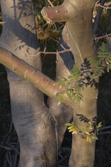 Bursera cuneata