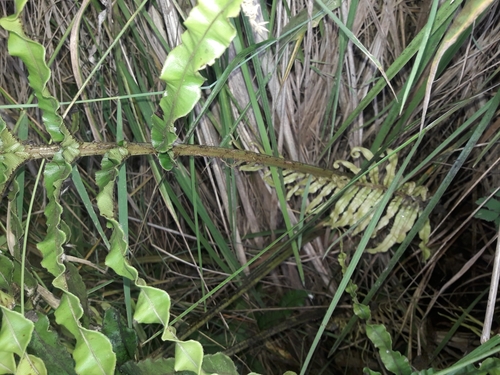 Image of Blechnum triangularifolium by (c) naturewatchwidow, some rights reserved (CC BY)