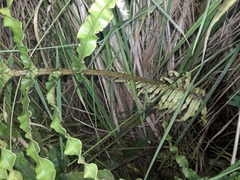 Blechnum triangularifolium