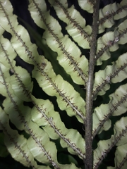 Blechnum triangularifolium