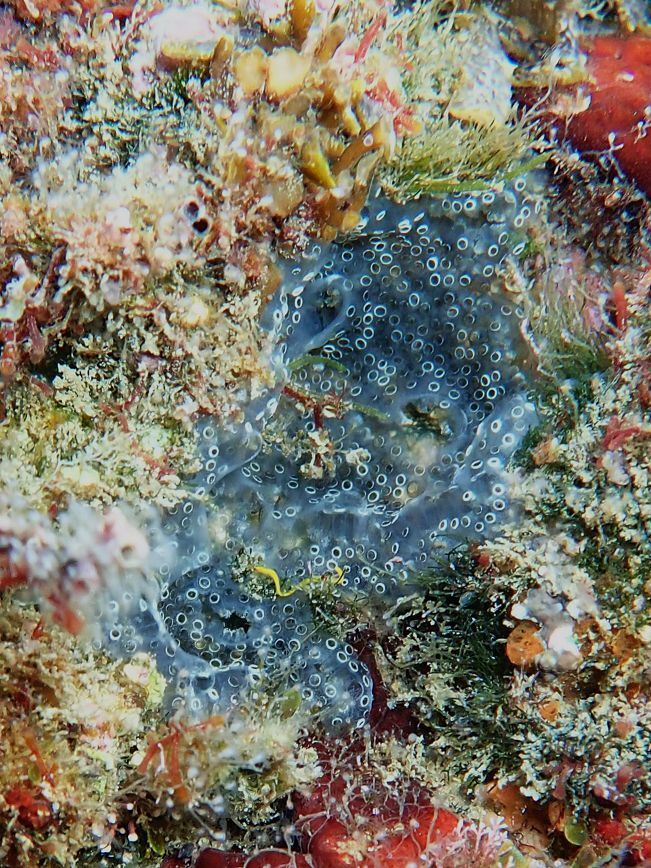 Diplosoma spongiforme (Giard, 1872)