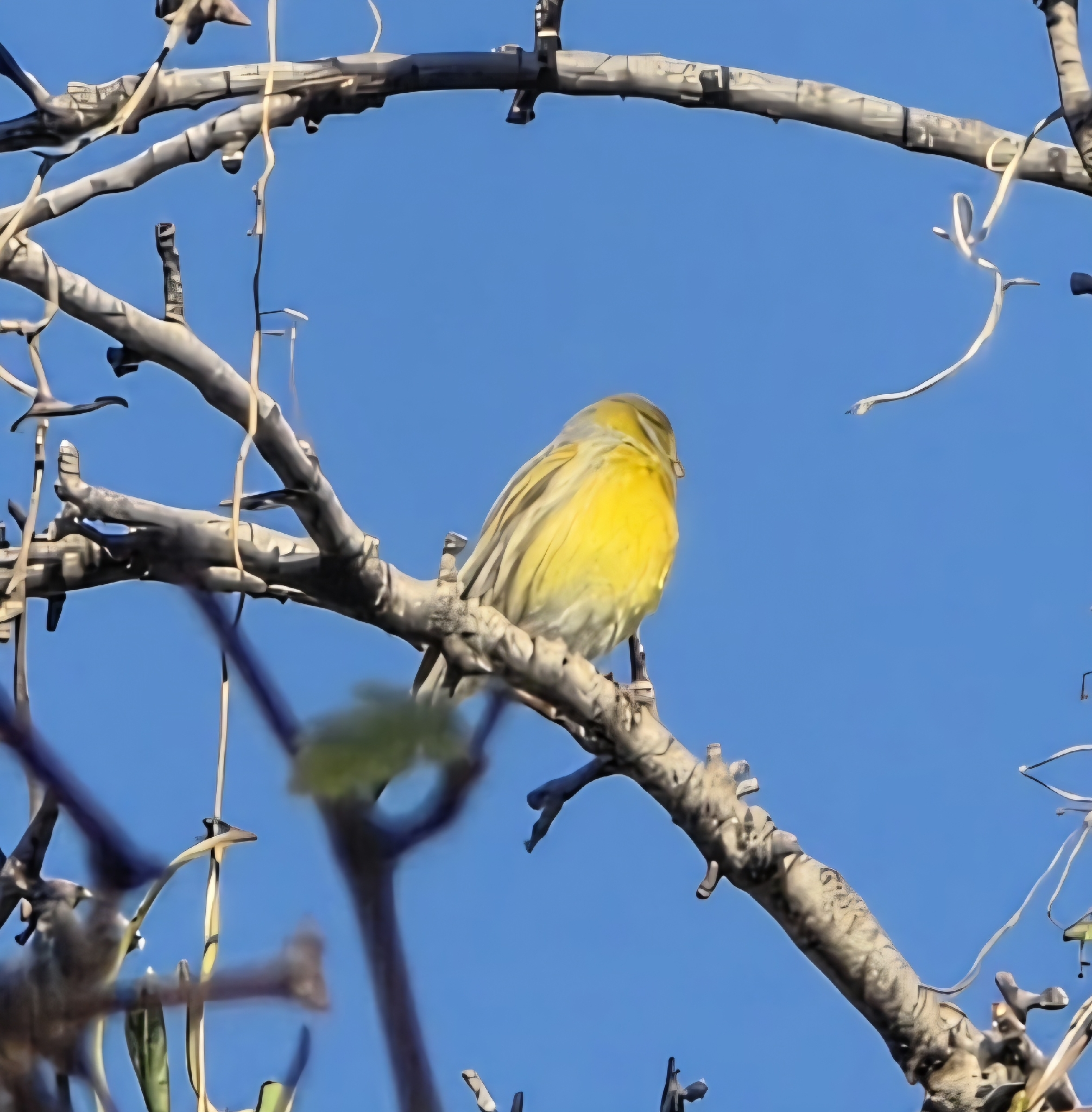 Atlantic Canary (Serinus canaria), photo 3