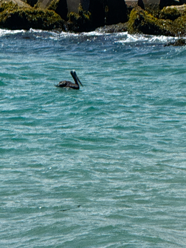 Peruvian Pelican (Pelecanus thagus), photo 3