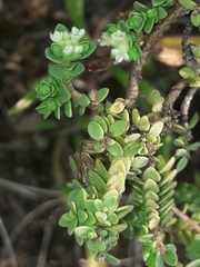 Pimelea prostrata