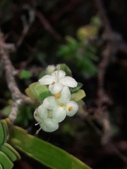 Pimelea prostrata