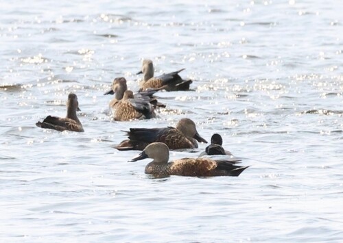 iNaturalist: (c) Corné Rautenbach, some rights reserved (CC BY-NC), uploaded by Corné Rautenbach iNaturalist image