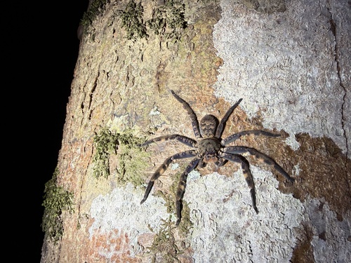 Heteropoda lunula