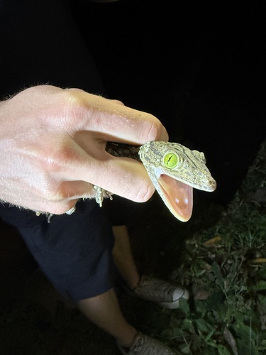 Large Forest Gecko