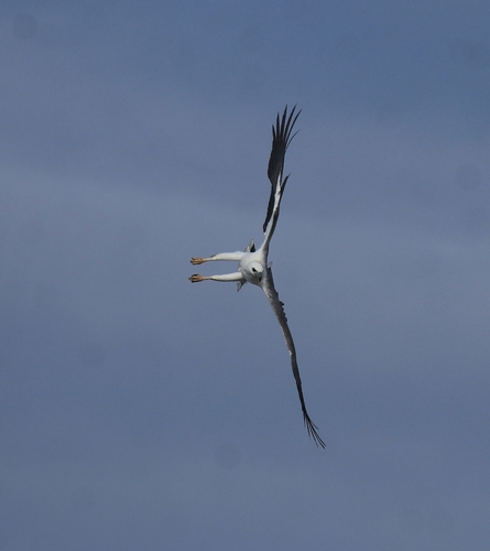 White-bellied Sea Eagle (Icthyophaga leucogaster), photo 9