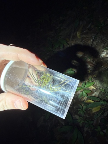Heteropoda boiei