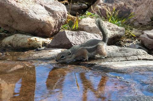 Harris' Antelope Squirrel observed by mnwild