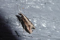 Eudonia steropaea
