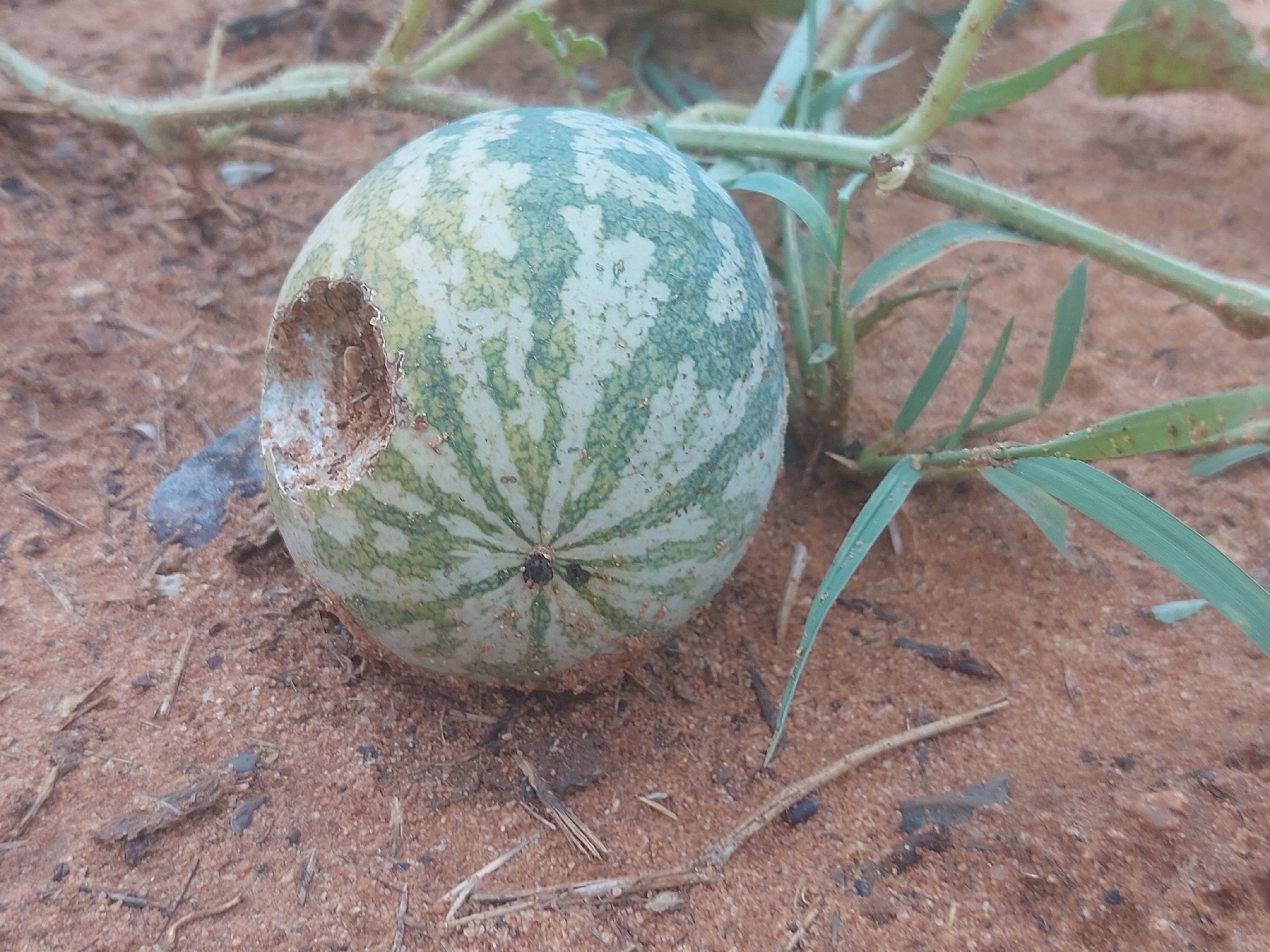 Imagem de Melancia