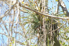 Billbergia pallidiflora, photograph (c) Carlos Domínguez-Rodríguez, some rights reserved (CC BY)