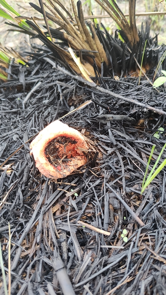 Clathrus columnatus · January 2026 · photo: © izzydadriver (iNaturalist, cc-by)
