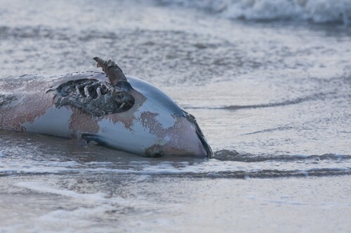 Common Porpoise observed by liam_ech