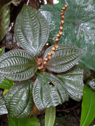 Triolena hirsuta, photograph 3