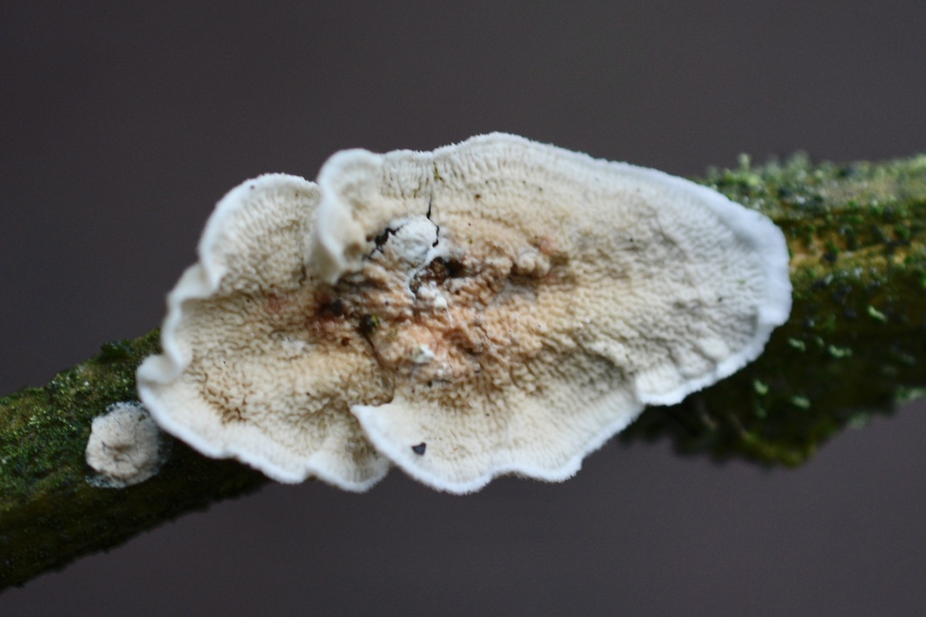 Byssomerulius corium · January 2026 · photo: © cryptomarasmius (iNaturalist, cc-by)