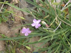 Dianthus pungens brachyanthus