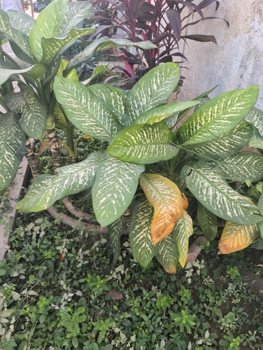 Dieffenbachia