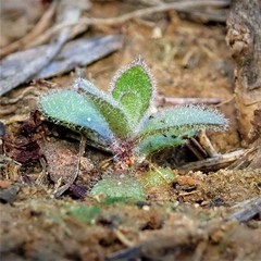 Tomostima platycarpa