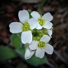 Tomostima platycarpa