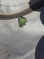 Callophrys dumetorum dumetorum