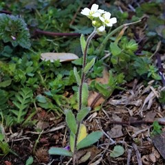Tomostima platycarpa