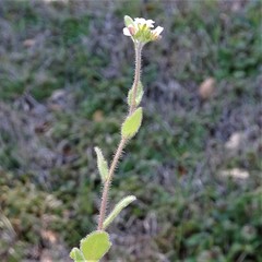 Tomostima platycarpa