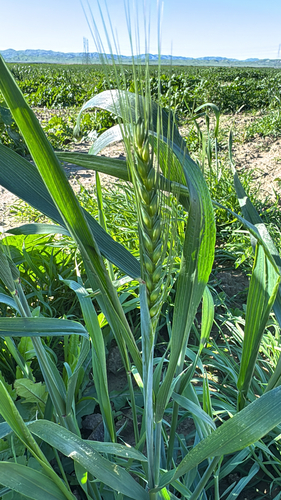 Winter Wheat