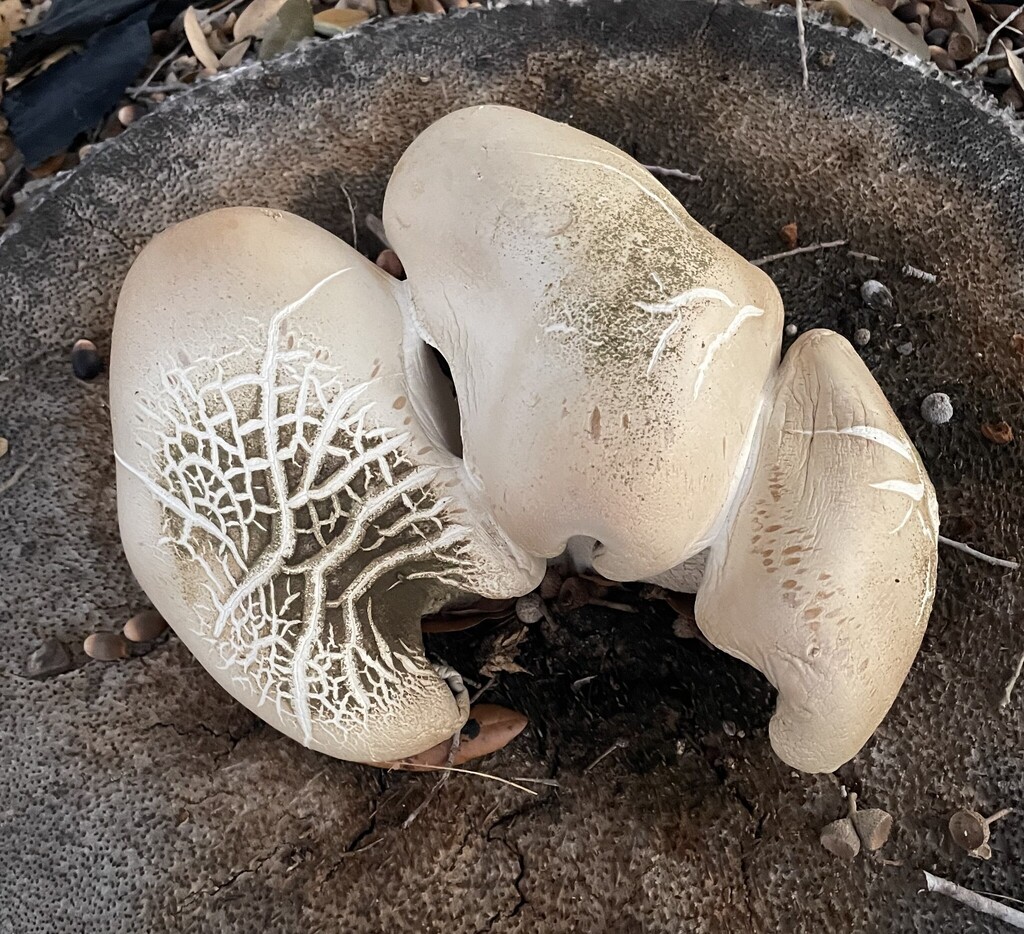 Macrocybe titans · January 2026 · photo: © miriameaglemon (iNaturalist, cc-by)