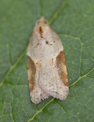 Acleris laterana