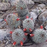 Mammillaria sheldonii