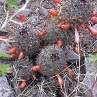 Mammillaria sheldonii