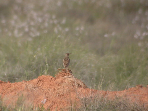 Dupont's Lark, Zaragoza, ES-AR, ES, photo 10 of 10