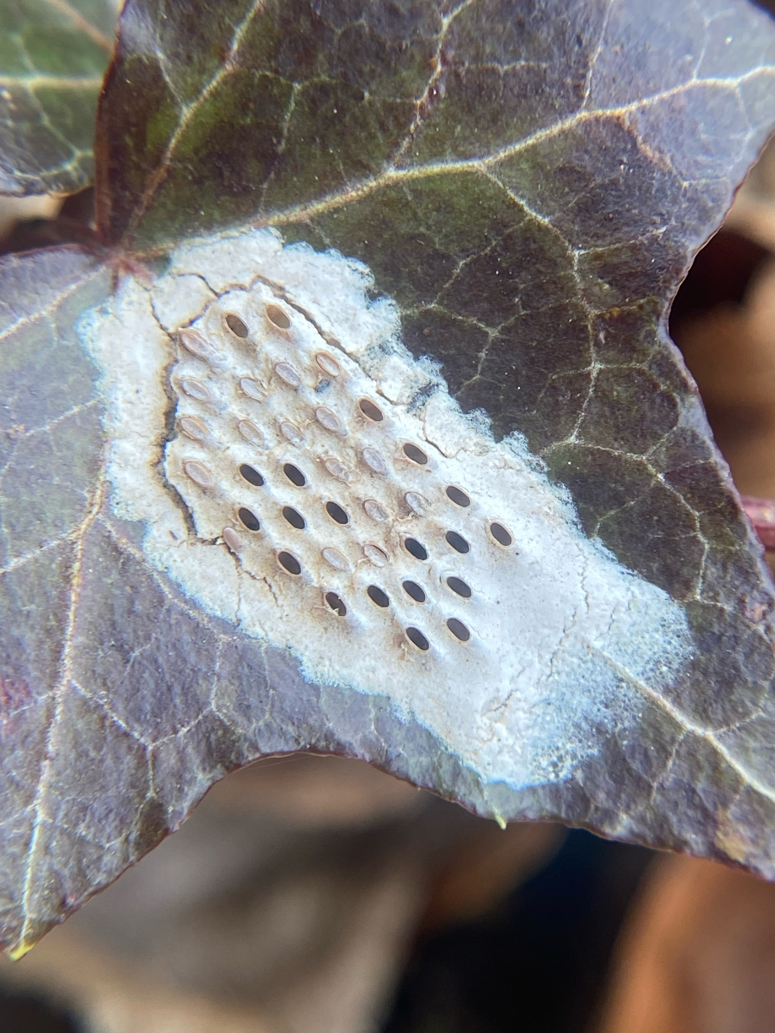 Spotted lanternfly(Lycorma delicatula (White, 1845))