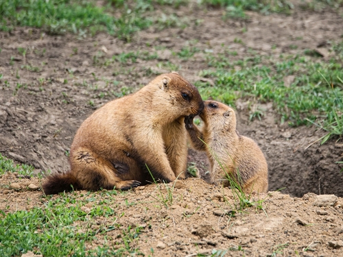 Bobak Marmot, Nizhegorod, RU, photo 10 of 10