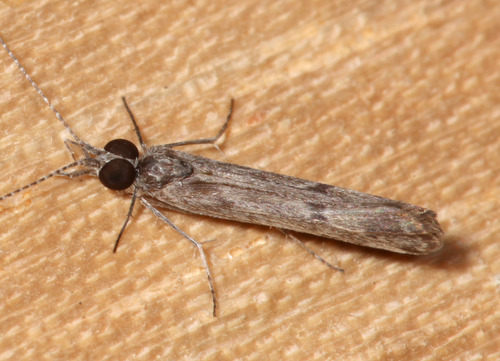 Marilia flexuosa