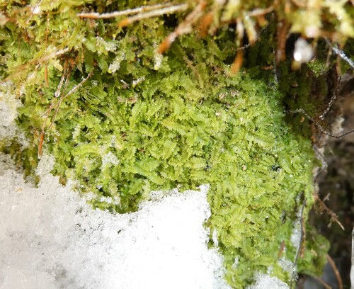 Turps Pouchwort (Geocalyx graveolens)