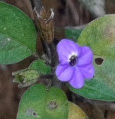 Browallia americana