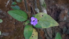 Browallia americana