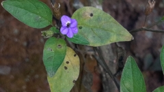 Browallia americana