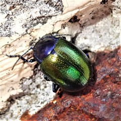 Chrysolina auripennis