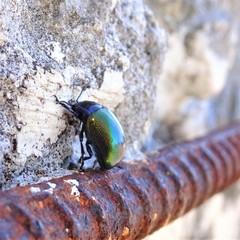 Chrysolina auripennis