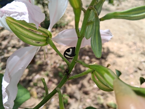 Black-and-white Treehopper
