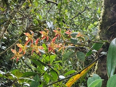 Oncidium luteopurpureum